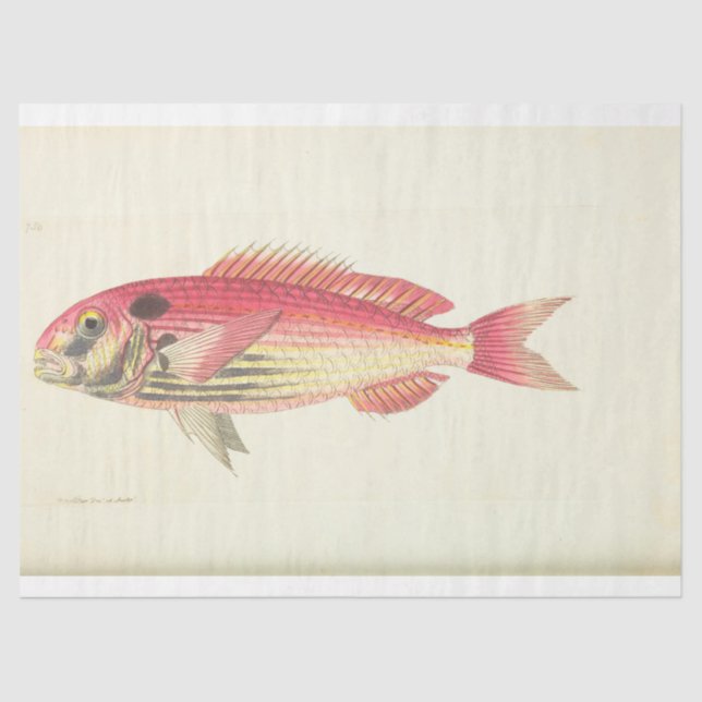 Nautical Pink Fish Ephemera Decoupage Vintage Tissue Paper (Front)