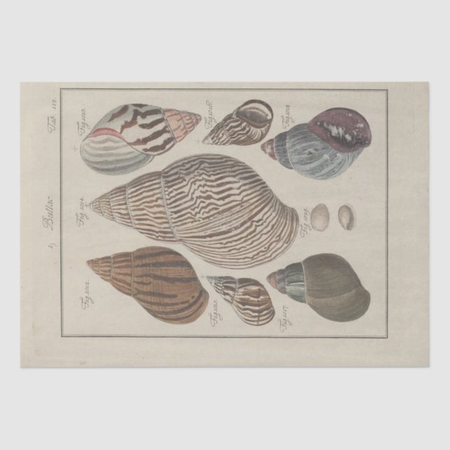 Nautical Sea Shells Ephemera Decoupage French Tissue Paper (Front)