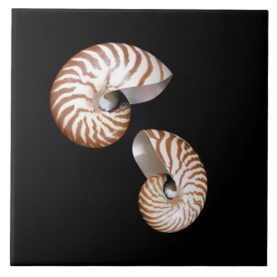 Nautilus ceramic tile