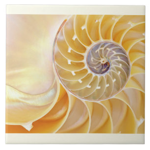 Nautilus Ceramic Tile