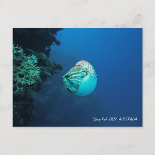 Nautilus Great Barrier Reef Coral Sea Postcard