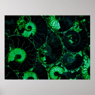 Nautilus green shell, scared geometry  poster