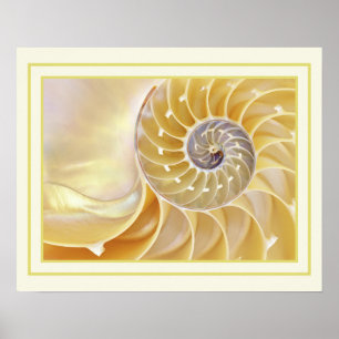 Nautilus Poster