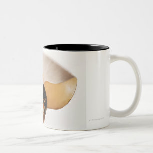 Nautilus seashell (Nautilus stenomphalus) Two-Tone Coffee Mug