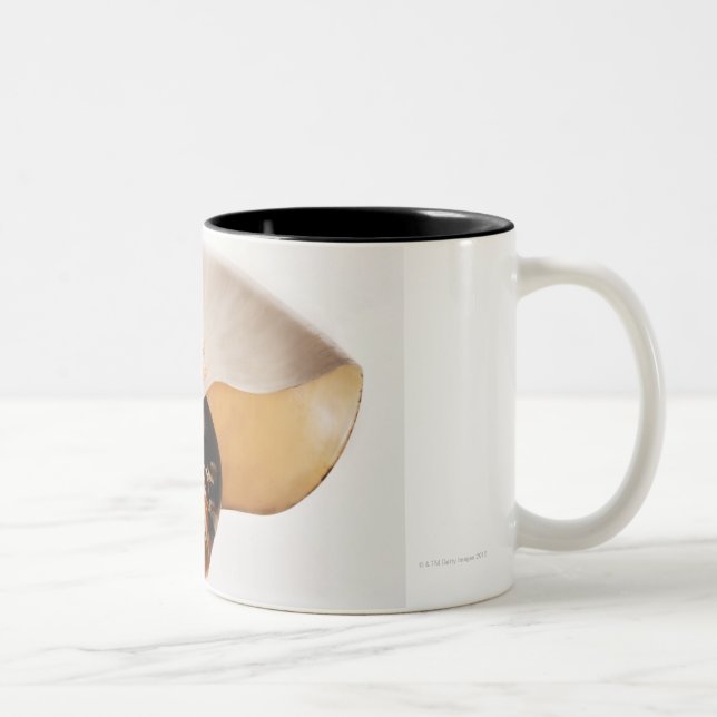 Nautilus seashell (Nautilus stenomphalus) Two-Tone Coffee Mug (Right)