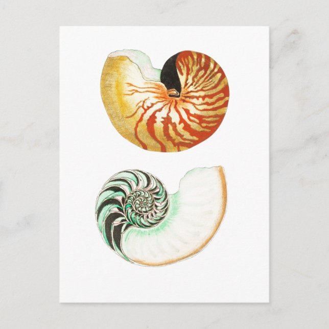 "NAUTILUS" SEASHELL POSTCARD (Front)