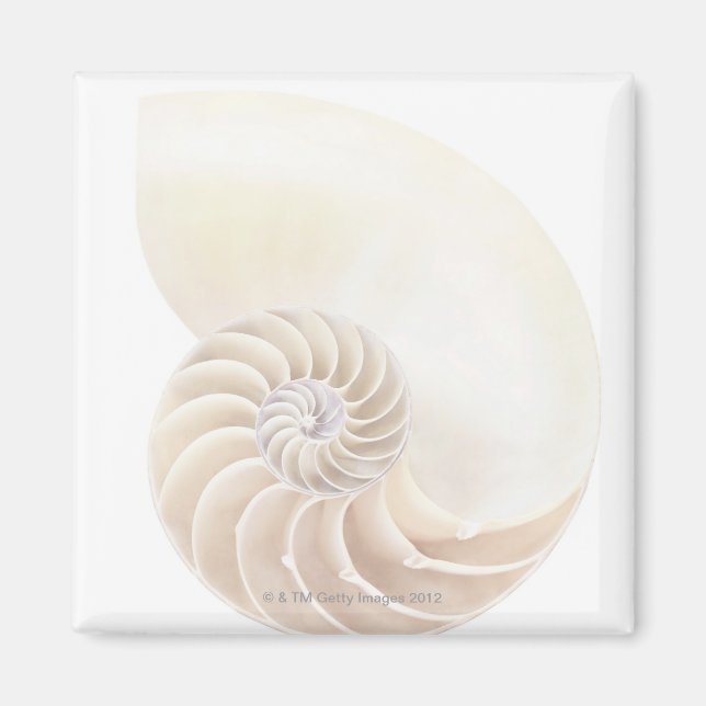Nautilus shell, close-up magnet (Front)