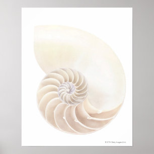 Nautilus shell, close-up poster