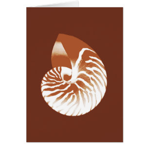 Nautilus shell - cocoa brown and white