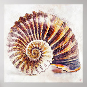 Nautilus Shell Drawing - Art Print