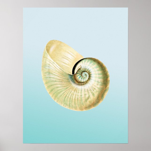 Nautilus shell poster (Front)