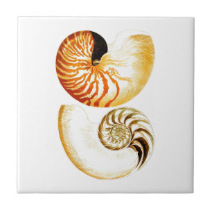 Nautilus Shell Seashell no.8 Beach Decor Art Tile