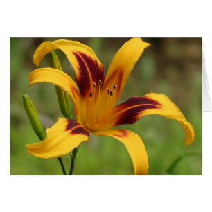 Navajo Blanket - Daylily