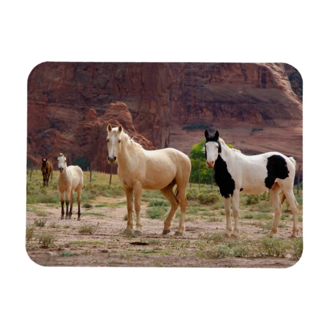 Navajo Horses Run Free on the Canyon Floor Magnet (Horizontal)