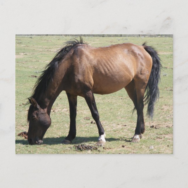 Navajo Mustang Postcard (Front)