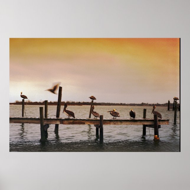 NC Pelicans Poster (Front)