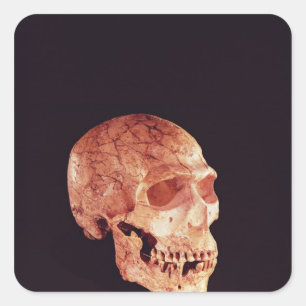 Neanderthal Skull, discovered on Mt Carmel Square Sticker