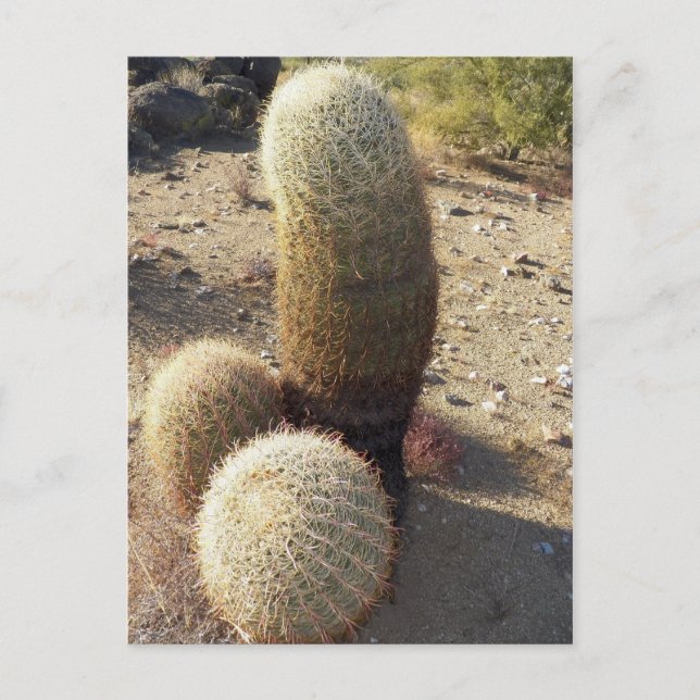 Neat Looking Barrel Cacti Found In Congress Postcard (Front)