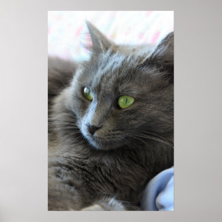 Nebelung cat poster
