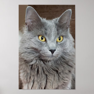 Nebelung Long-Haired Russian Blue Cat Poster