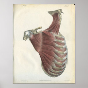 Neck Shoulder Muscles Vintage Anatomy Print