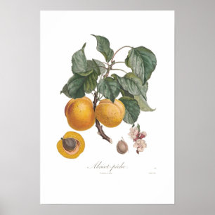 Nectarine Poster