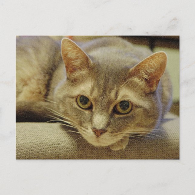 Nedda Postcard (Front)