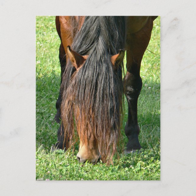 needing a haircut postcard (Front)