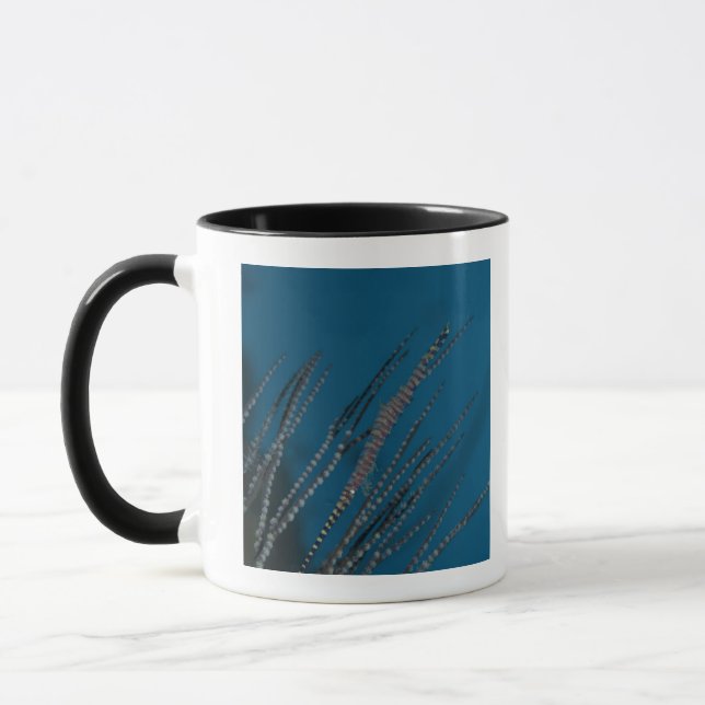 Needle shrimp (Tozeuma armatum) underwater Mug (Left)