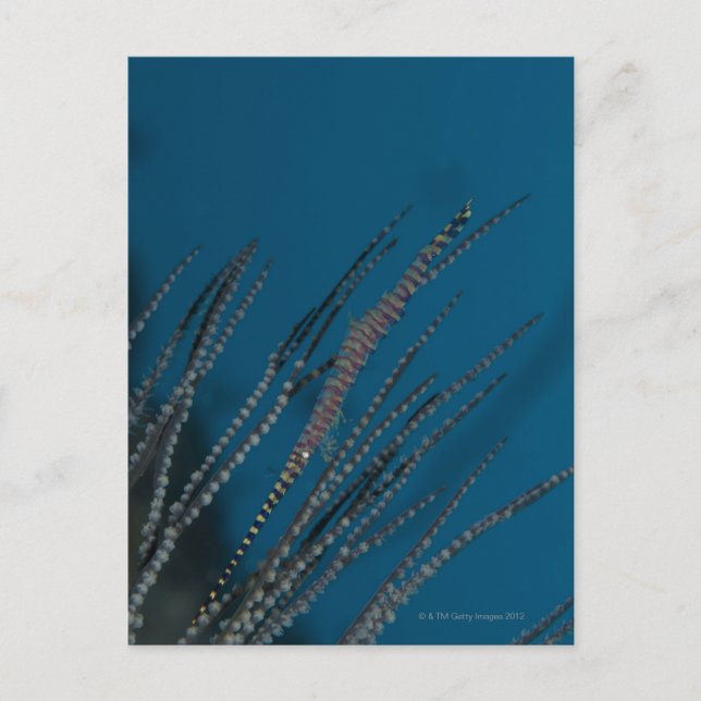 Needle shrimp (Tozeuma armatum) underwater Postcard (Front)