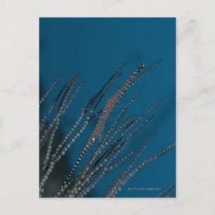 Needle shrimp (Tozeuma armatum) underwater Postcard