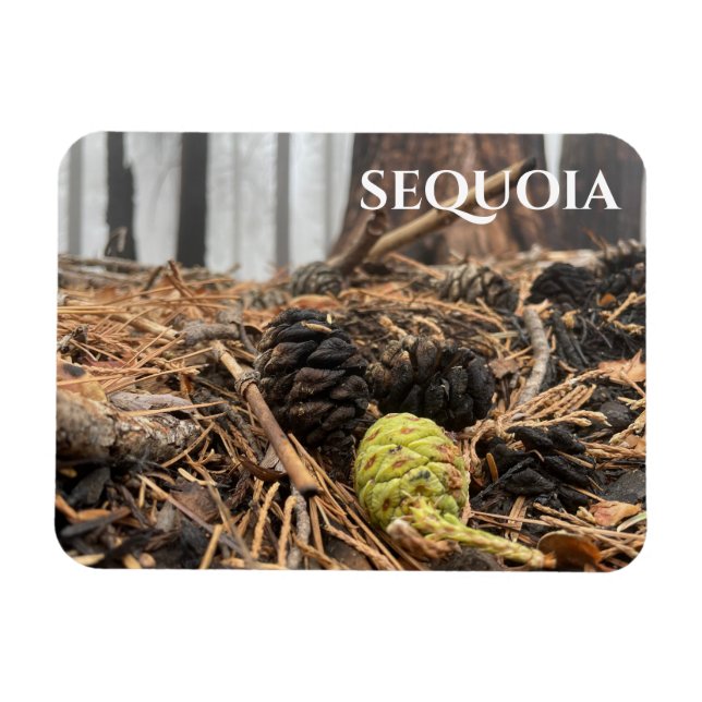 Needles and Cones, Forest Floor, Sequoia NP Magnet (Horizontal)