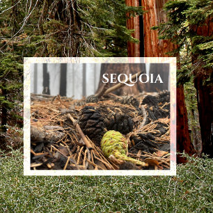 Needles and Cones, Forest Floor, Sequoia NP Postcard