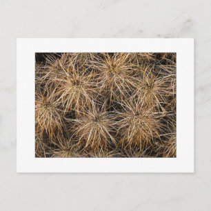 "Needles and Hay Stacks" Postcard