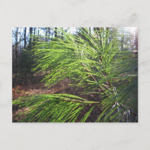needles postcard
