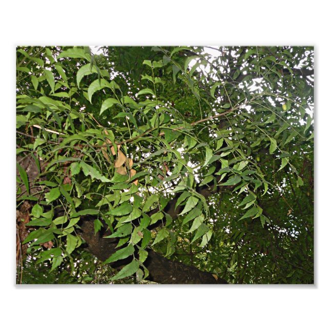 Neem tree Azadirachta indica Photo Print (Front)