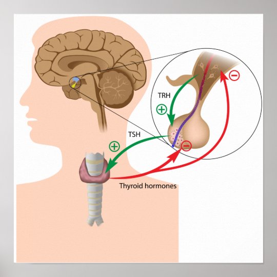 Negative feedback pituitary thyroid axis Poster | Zazzle.co.uk