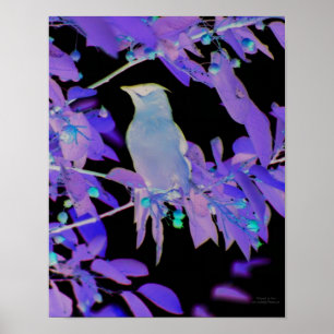 Negative Film Effect Waxwing Bird Animal  Poster