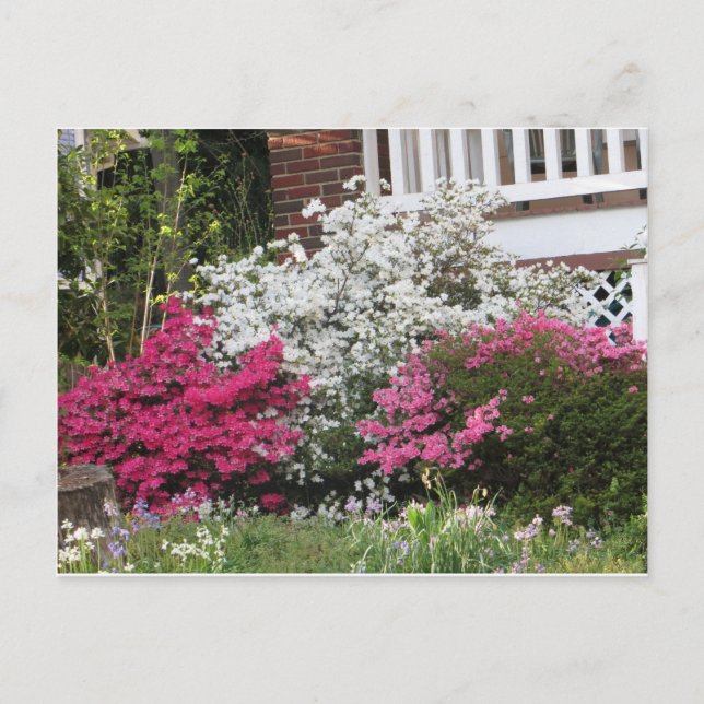 Neighbourhood Azaleas Postcard (Front)