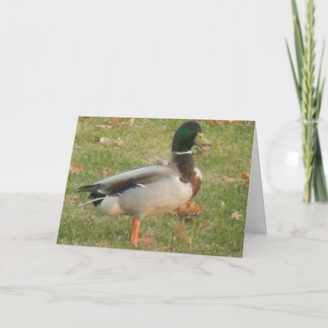 "Neighbourhood Mallard #2" Thank You Card (Front)