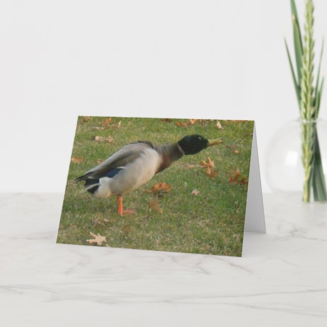 "Neighbourhood Mallard Shaking" Thank You Card (Front)