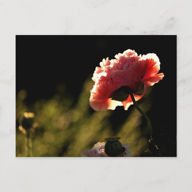 Neighbour's Garden Postcard (Front)