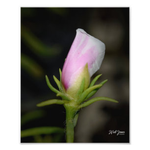 Neil Jones Photography - Birth of a Rose. Photo Print