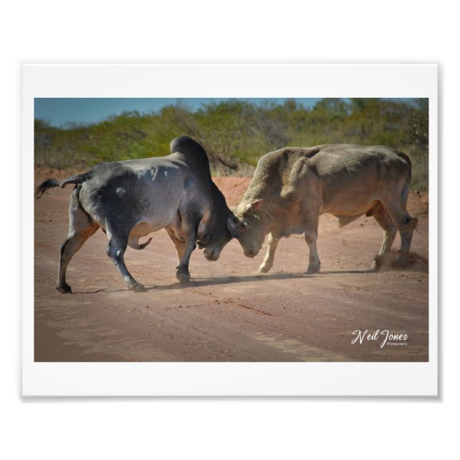 Neil Jones Photography - King of the Road. Photo Print (Front)