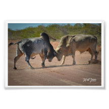 Neil Jones Photography - King of the Road.