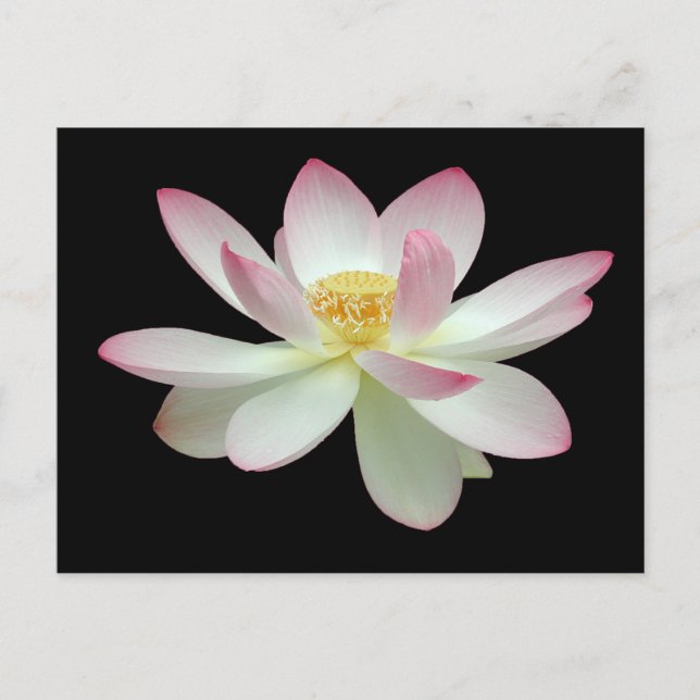 Nelumbo nucifera postcard (Front)