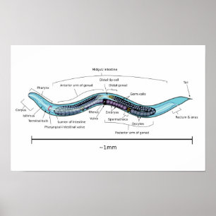 Nematode hermaphrodite Caenorhabditis elegans Poster
