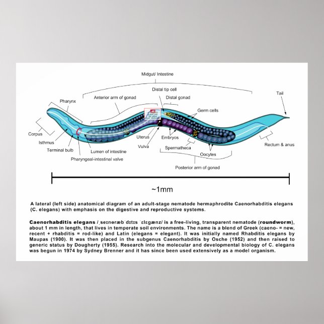 Nematode Roundworm Caenorhabditis Elegans Diagram Poster (Front)