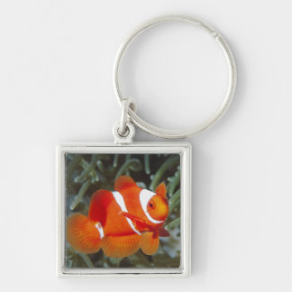 nemo fish key ring