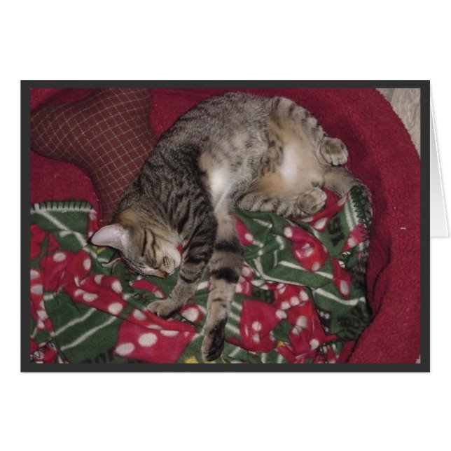 nemo sleeps (Front Horizontal)